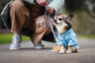 Estadía con Mascotas